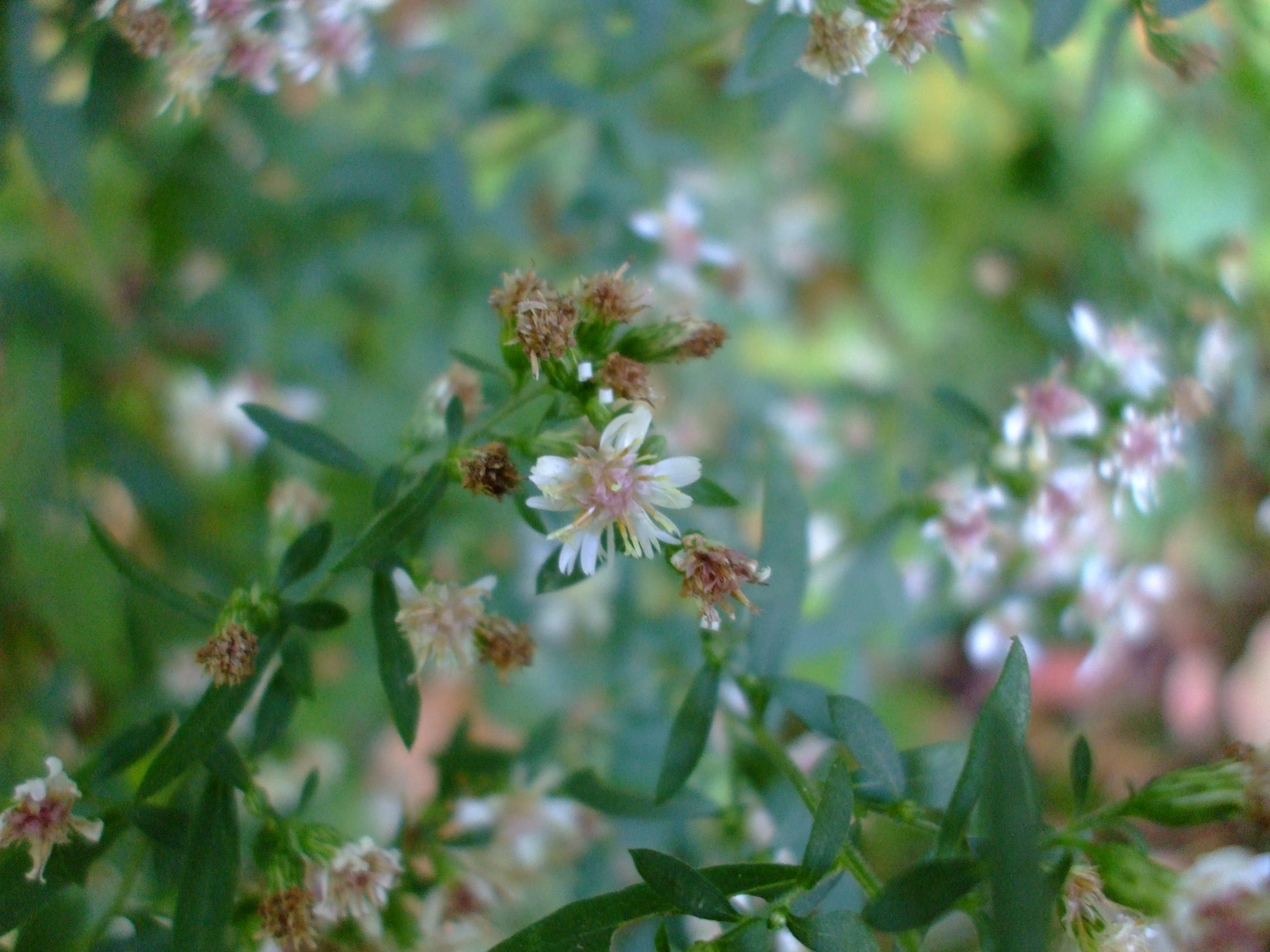 Symphyotrichum lateriflorum